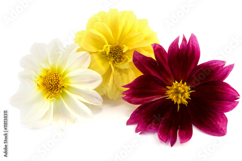 White, yellow and pink flower on white background