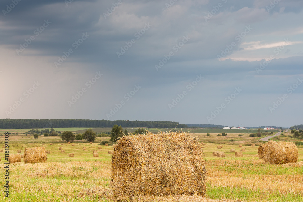 Field with straw rolls on a summer day