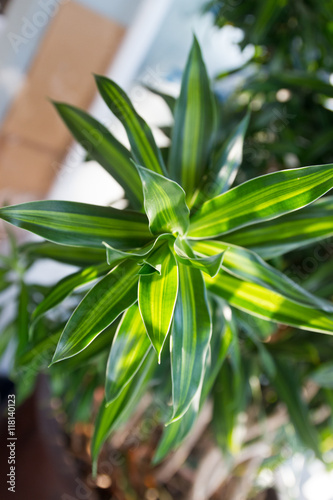 Houseplant in a pot indoors