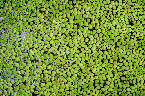 Common duckweed cover on water with full frame texture.