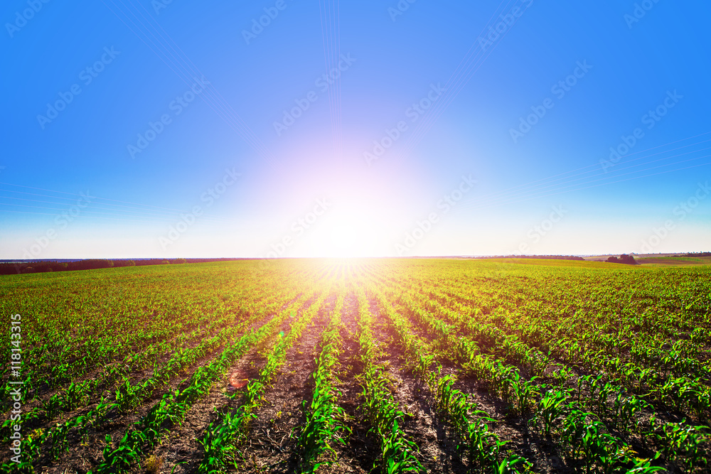 Green Field and Beautiful Sunset Green Field and Beautiful Sunset