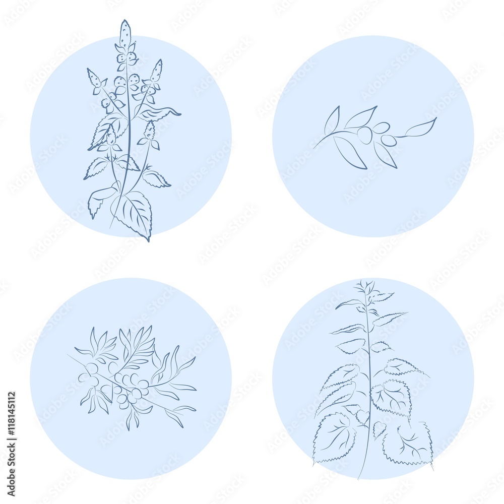 the herbs icons the herbs icons