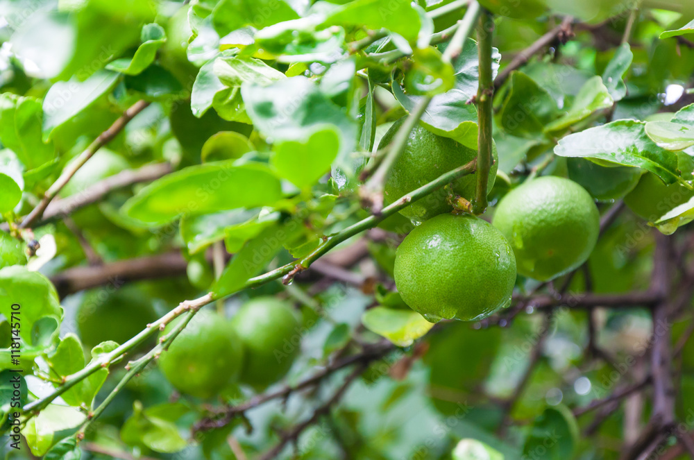 Fresh limes raw green lemon hanging on a lime tree in garden, limes Cultivation