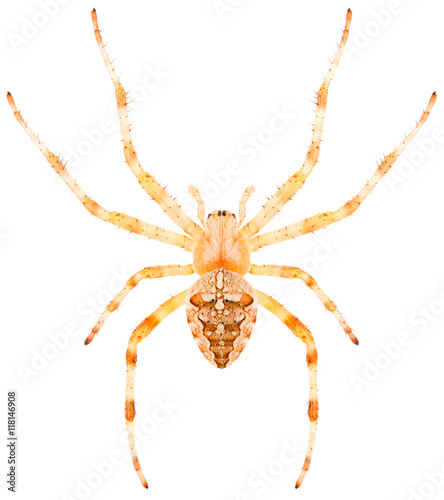 Orb-weaving spider Araneus diadematus or European Garden Spider isolated on white background, dorsal view. © Anton