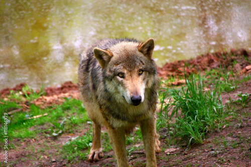 Timber Wolf