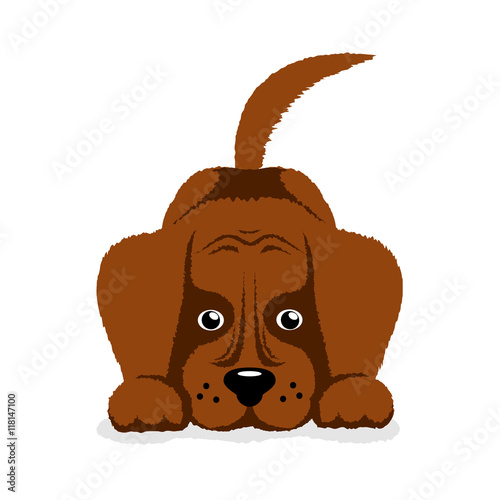 dog puppy on a white background