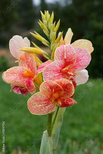 yellow-red spotted flower of canna hybrida