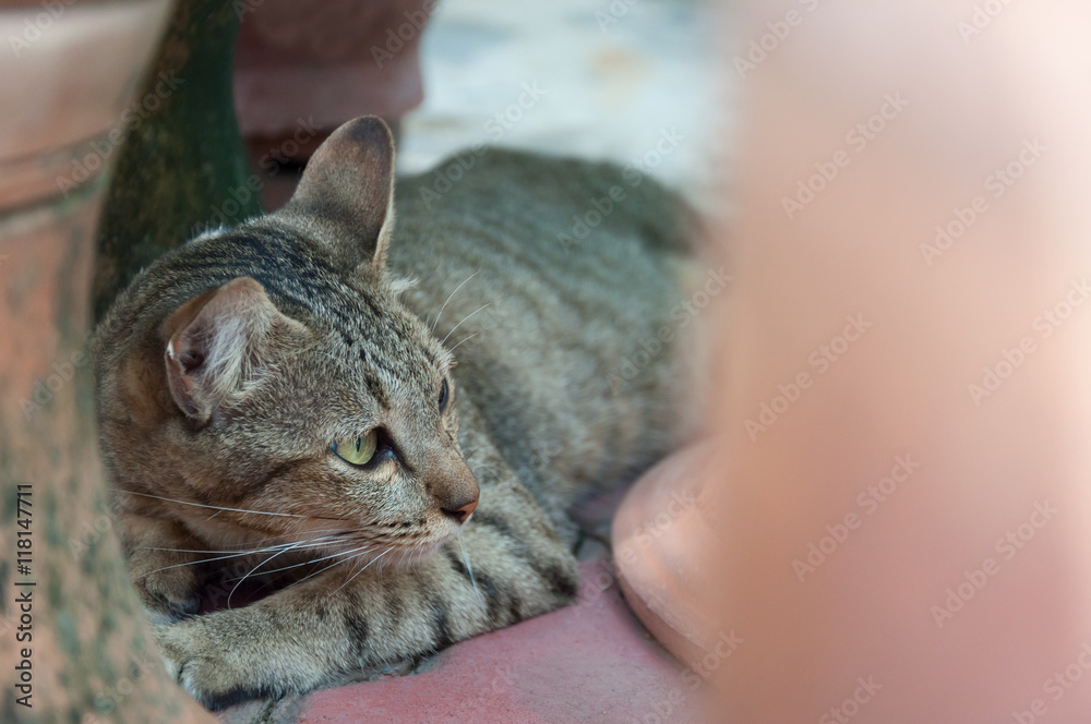 beautiful cat with eyes looking ,brown Cute cat, cat lying, playful cat relaxing vacation