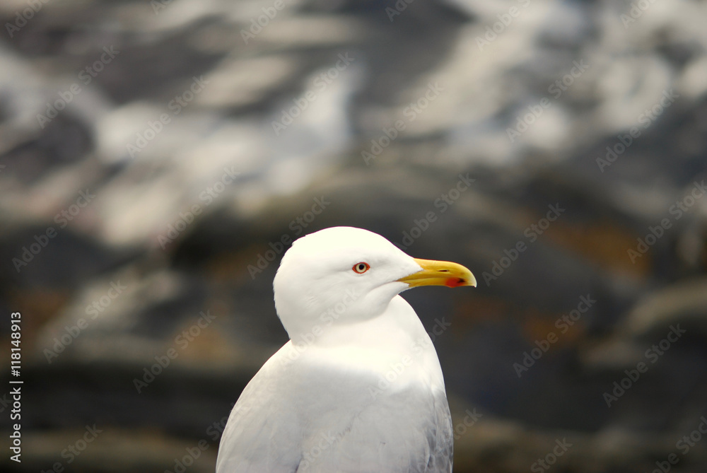 Fototapeta premium Gabbiano a Manarola 