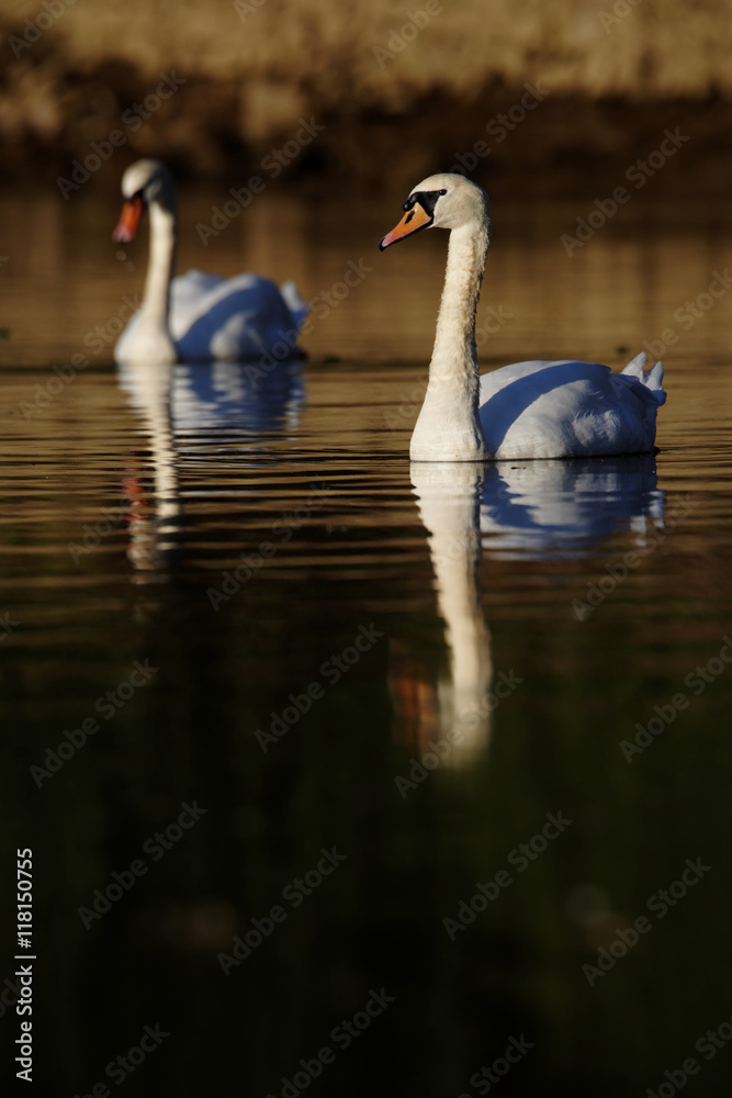 Fototapeta premium Mute Swan, cygnus olor