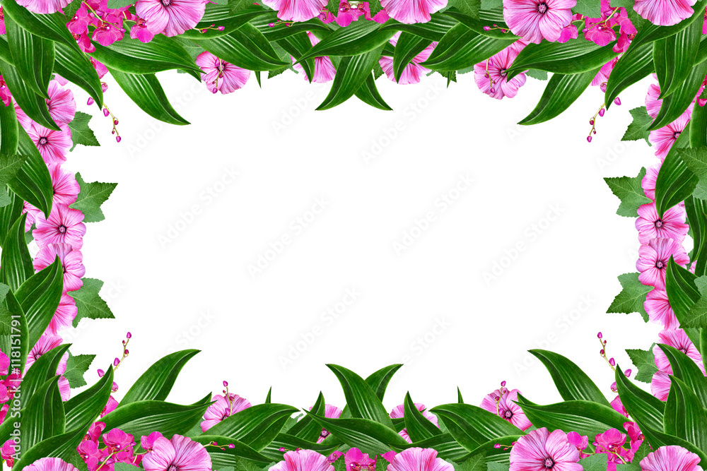 Orchid flower isolated on white background. Orchid flower isolated on white background.
