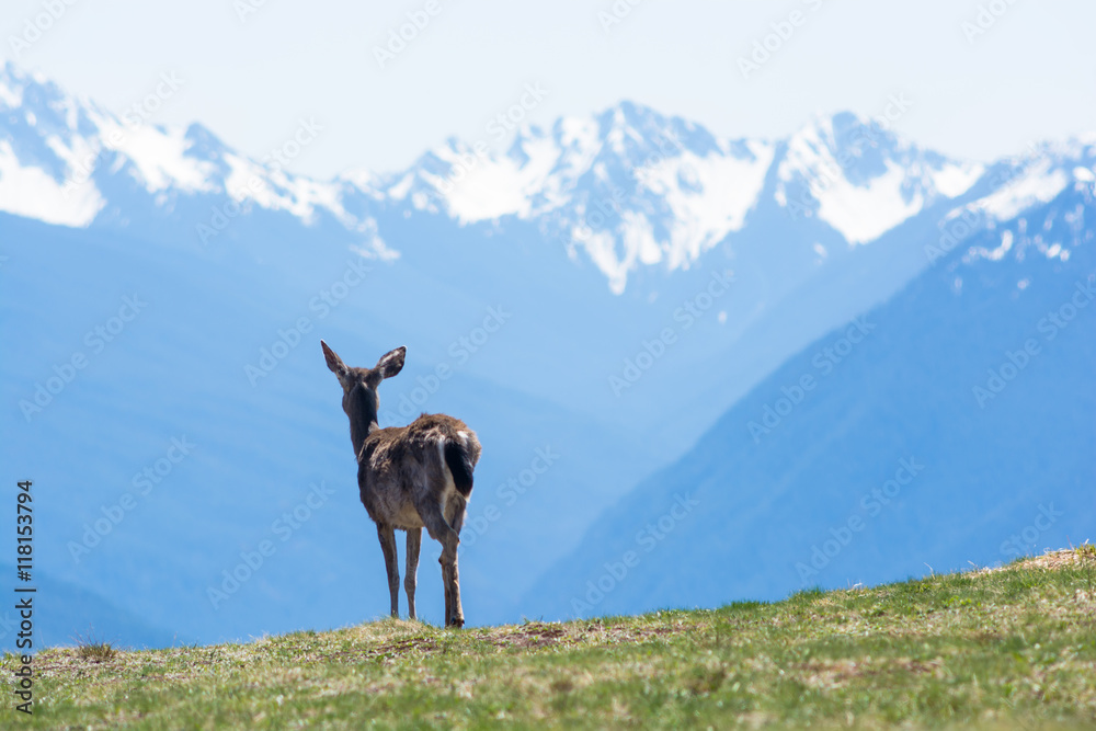 Fototapeta premium A blacktail deer stops to admire the view at Hurricane Ridge in Olympic National Park, US