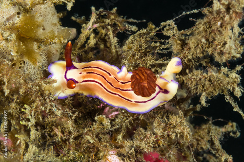 Chromodoris sp Nudibranch, Sea Slug