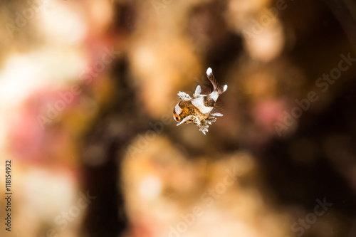 Tiny Juvenile Harlequin Sweetlips photo