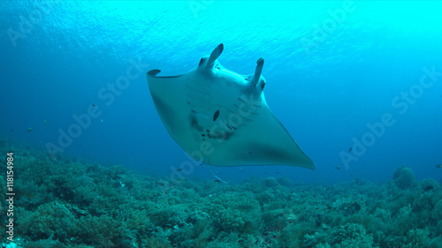 Fotografia Manta ray swims on a coral reef.