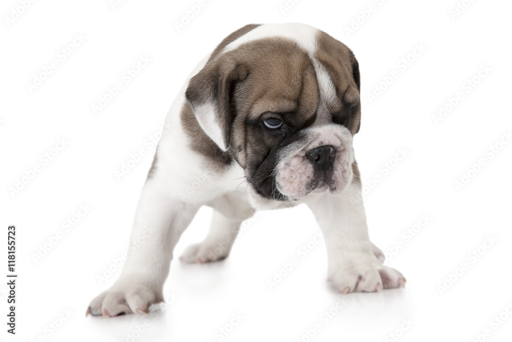 English Bulldog puppy on white