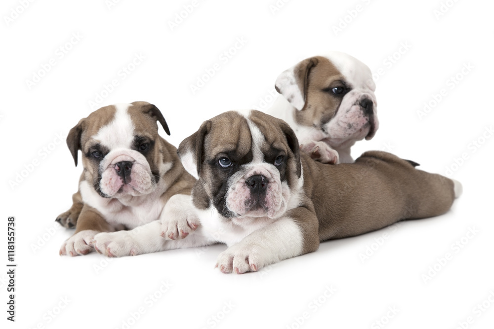 Obraz premium Portrait of English Bulldog puppies