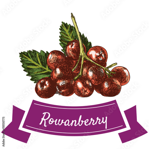 Vector illustration colorful set with rowanberry