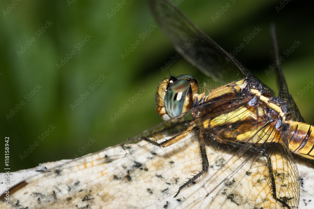 This is a photo of a dragonfly, was taken in XiaMen botanical garden, China. This is a photo of a dragonfly, was taken in XiaMen botanical garden, China.