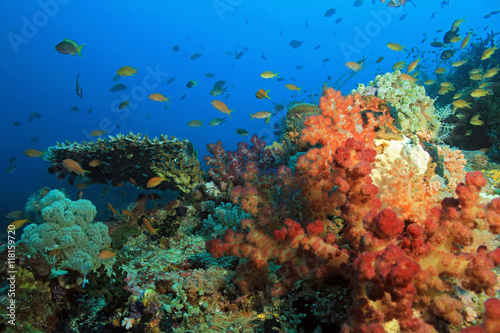 Fototapeta Naklejka Na Ścianę i Meble -  Colorful Coral Reef against Blue Water. Dampier Strait, Raja Ampat, Indonesia