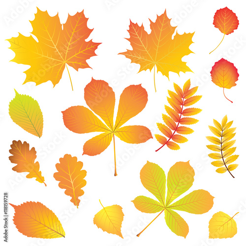 Set of different leaves in autumn colors: maple, chestnut, rowan, birch, aspen, oak, elm. Vector illustration.