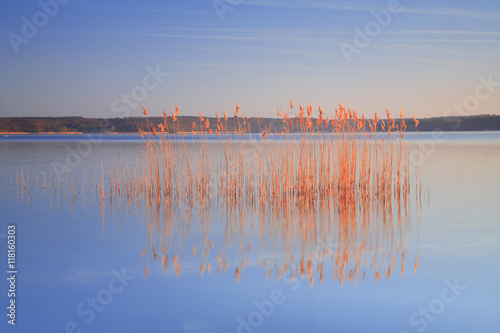 Reeds in a Lake illuminated by the warm light of the rising sun