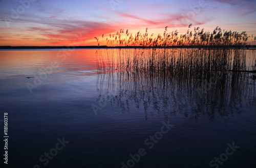 Zachód słońca nad jeziorem z trzcinami