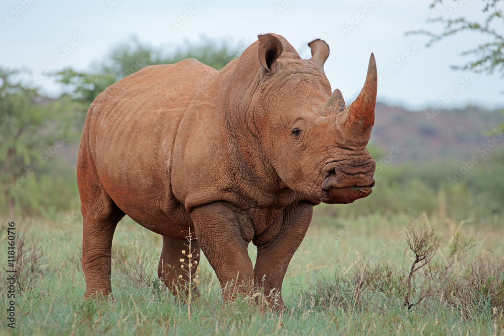 Fototapeta premium A white rhinoceros (Ceratotherium simum) in natural habitat, South Africa.