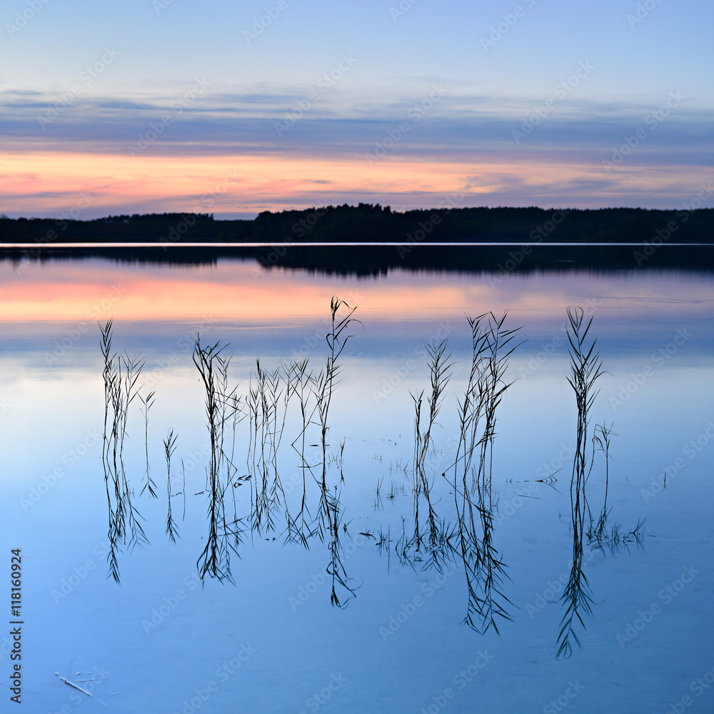 Blades of Reed in Calm Lake at Sunset Blades of Reed in Calm Lake at Sunset