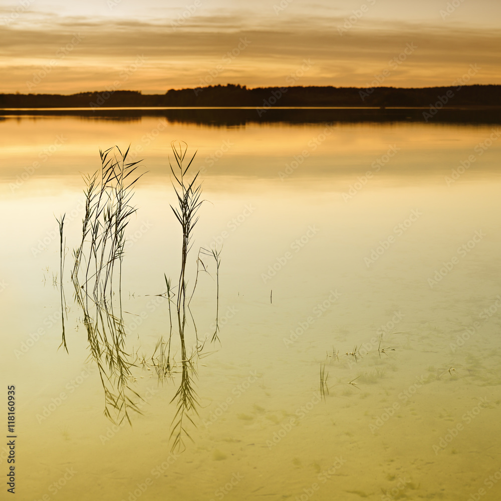 Blades of Reed in Calm Lake at Sunset