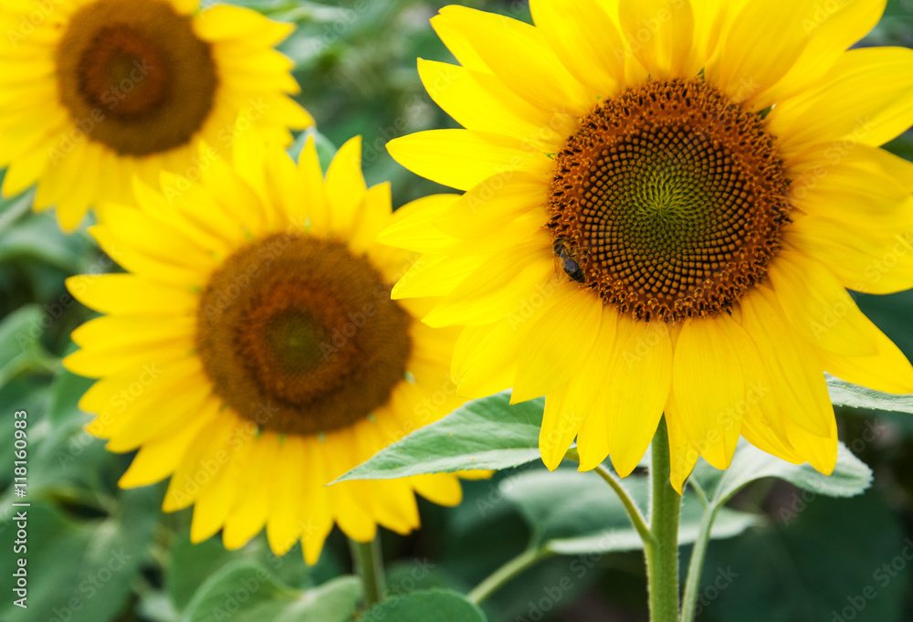 Field with sunflowers