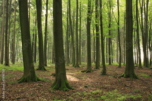 Natural Forest of Beech Trees