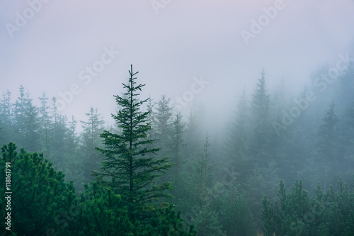 Misty mountain forest. Western Tatra Mountains, Poland