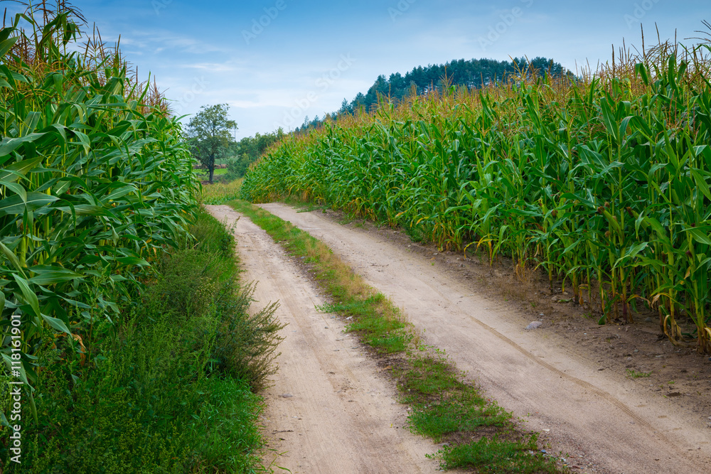 Summer landscape: country road through corn fields...