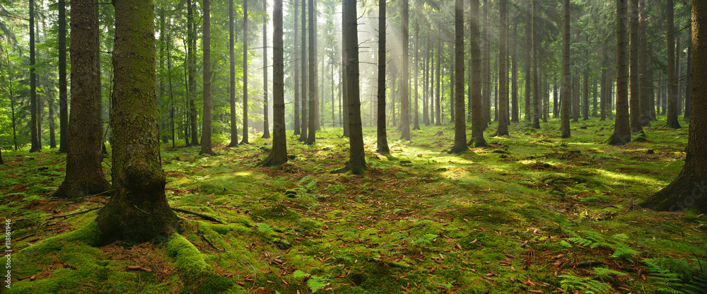 Naklejka premium Las świerkowy, promienie słoneczne przez mgłę oświetlające pokryte lasem podłoże mchu, tworzenie mistycznej atmosfery