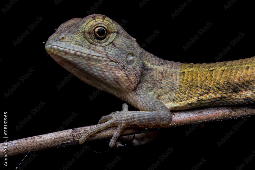 Lizard sitting on branch