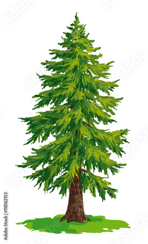 Valokuva Vector drawing of fir tree