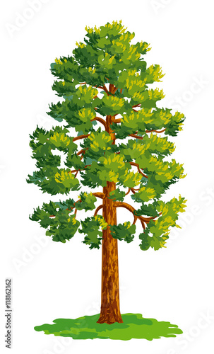 Vector drawing of pine tree