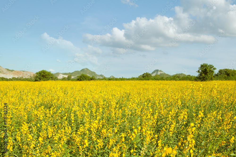 view of nice yellow flower  valley  with mountain on the background 