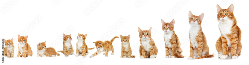 Kitten looking on white background