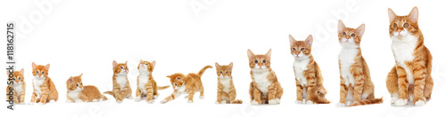 Kitten looking on white background