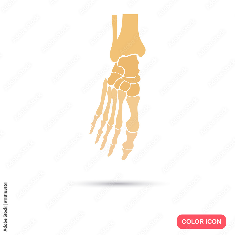 Fototapeta premium Foot skeleton color flat icon