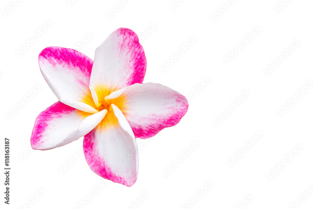 pink plumeria flower