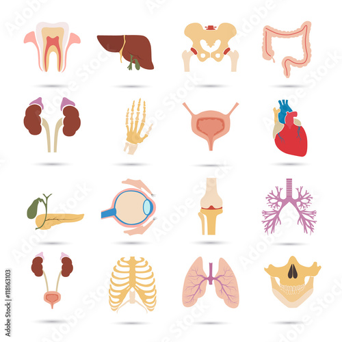Set of sixteen human organs and anatomic parts color flat icons