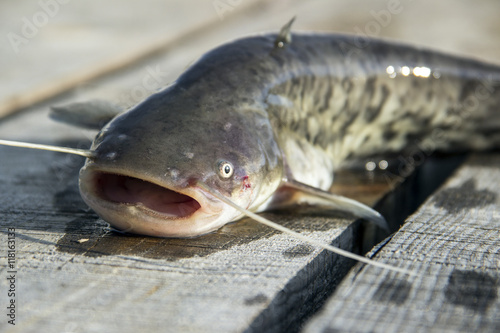The European or Wels Catfish (Silurus glanis) on a wooden deck just before releasing