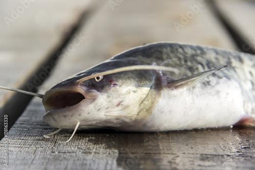 The European or Wels Catfish (Silurus glanis) on a wooden deck just before releasing