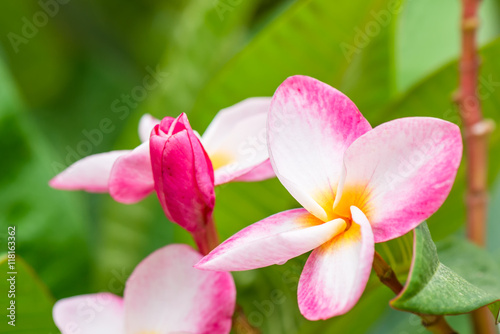 pink plumeria flower