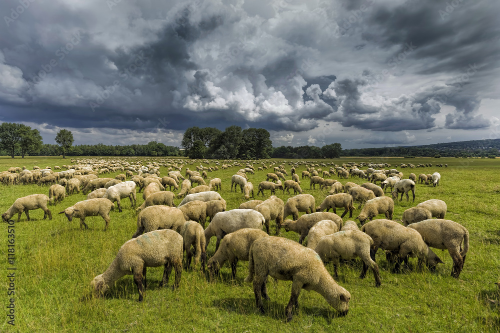 Obraz premium Schafherde Gewitterstimmung