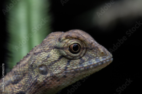 Close-Up of a lizard 