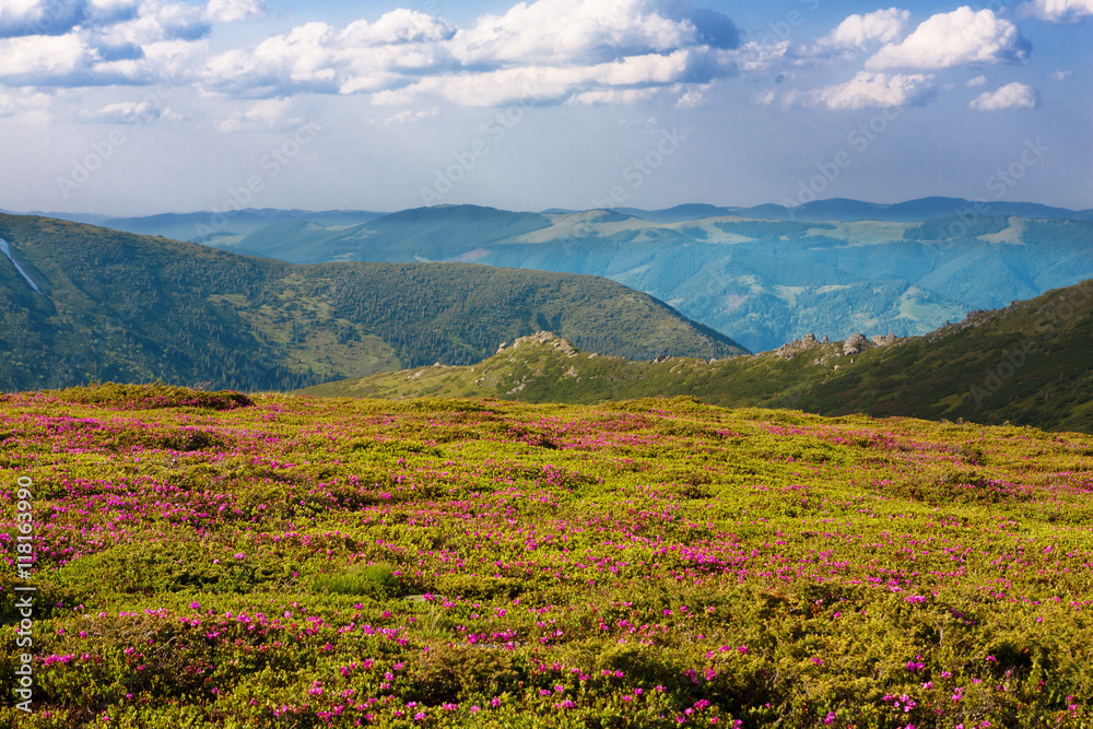 flowering rhodonendron in the Carpathians